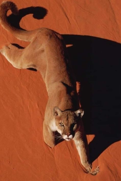 Monument Valley Arizona, Soyut Sanat Tabloları, Trending Pins, Mountain Lion, Pretty Animals, Zoology, Beauty Art, Ancient Greece, Animal Photo