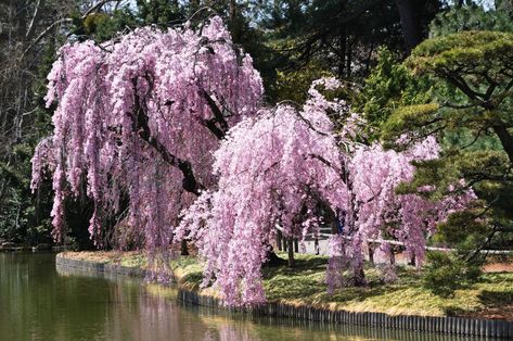 Weeping Higan Cherry Tree - weeping higan cherry trees which are known as beni shidare (beni means “pink”, and shidare means “weeping”) Weeping Cherry Tree, Weeping Cherry, Landscaping Trees, Wisteria Tree, Pretty Trees, Sakura Tree, Cherry Blossom Flowers, Tree Seeds, Pink Trees