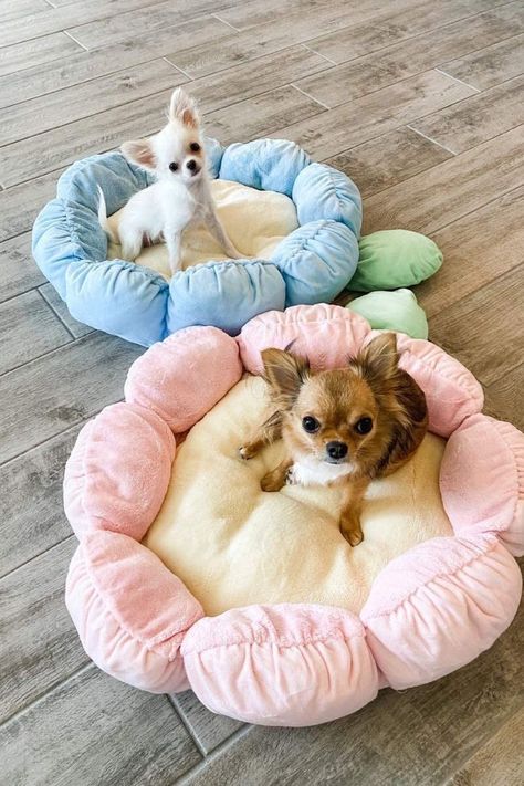 Small Dog Ideas, Cute Things For Dogs, Cute Dog Beds For Small Dogs, Cute Dog Things, Cute Cat Beds Aesthetic, Aesthetic Dog Bed, Dog Bed Cute, Flower Dog Bed, Cute Dog Stuff