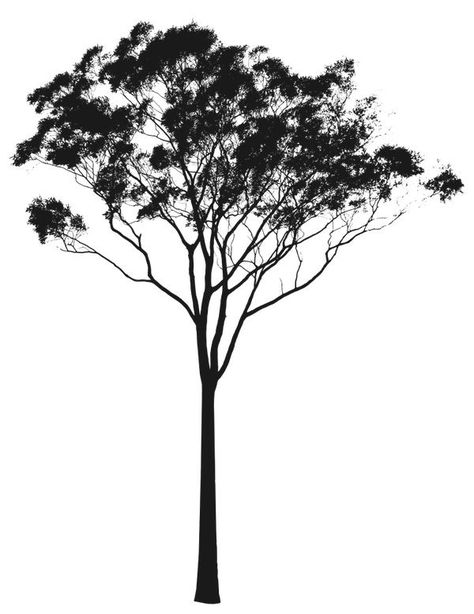 Gum Tree Silhouette, Eucalyptus Tree Illustration, Eucalyptus Tree Tattoo, Tree Photoshop Architecture, Tree Silloutes, Tree Line Drawing, Tree Silhouette Tattoo, Silhouette Trees, Trees Illustration