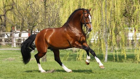 thoroughbred horse | What are thoroughbred horses? | Reference.com Black Thoroughbred, English Thoroughbred, Ahal Teke, Buying A Horse, American Saddlebred Horses, Horsey Life, Buy A Horse, American Saddlebred, Bay Horse