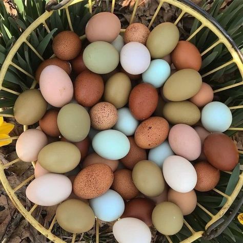 Egg colors are gorgeous! Homestead Farm Aesthetic, Manifest House, Manifesting Future, Homestead Life, Cottage Plans, Farm Family, Goal Board, Future Farms, Egg Basket