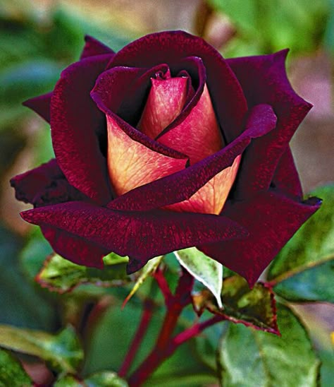 rose Rare Roses, Rose Belle, Bonsai Flower, Rose Seeds, Rainbow Roses, Love Roses, Hybrid Tea Roses, Rare Flowers, Beautiful Rose Flowers