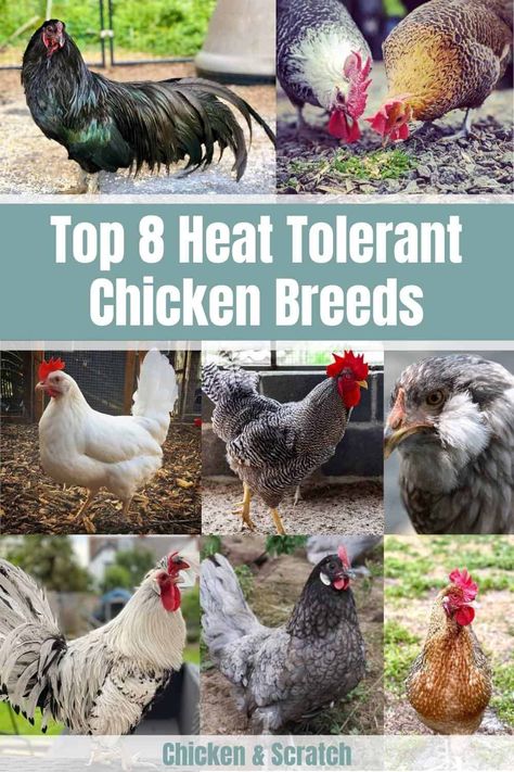 Heat Tolerant Chicken Breeds, Lavender Orpington Chickens, Rare Chicken Breeds, Sussex Chicken, Heritage Chicken Breeds, Herbs For Chickens, Easter Egger Chicken, Brahma Chicken, Tiny Farm