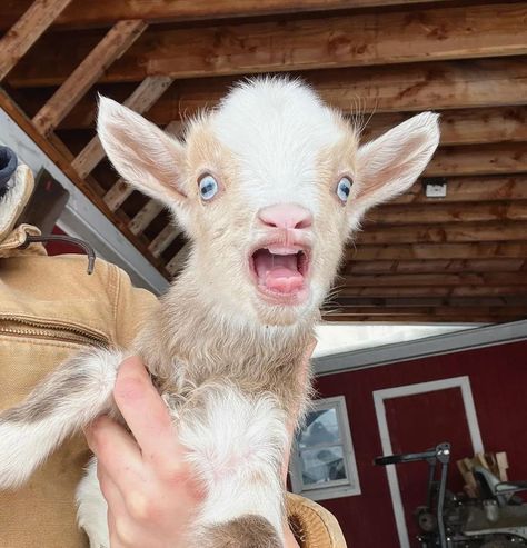 World Goats 🐐❤ on Instagram: “Reposted from @unforgoatablefarm Buckling 💙🤣 #goatsofinstagram #goatstagram #babygoat #nigeriandwarfgoats #nubiangoats #nubiangoat…” Funny Goat Pictures, Goat Picture, Nubian Goat, Funny Sheep, Cutee Animals, Goats Funny, Cute Goats, Silly Cats Pictures, Animal Antics