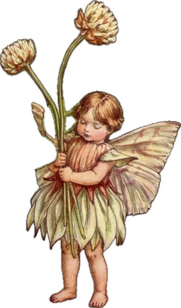 Clover Fairy, White Clover, Cicely Mary Barker, Flower Fairies, The White, Flowers, White