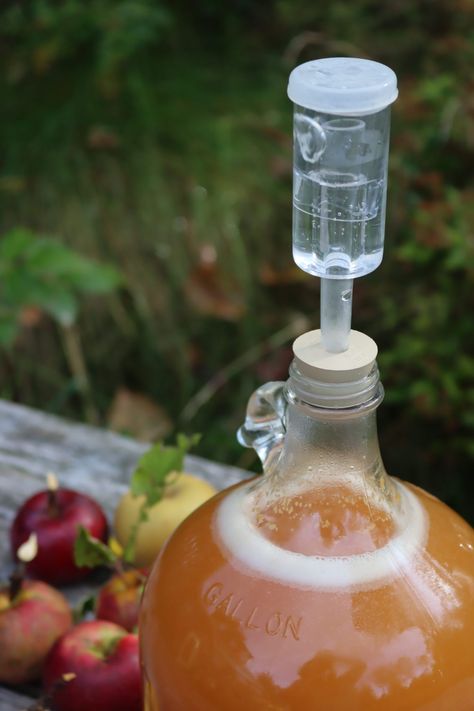 Cyser Recipe, Making Hard Cider, Pomegranate Jelly, How To Make Mead, Mead Recipe, Apple Wine, Wine Yeast, Honey Wine, Apple Jam