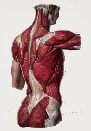 ML25 Vintage 1800's Medical Human Back Upper Body Muscles Anatomical Anatomy Poster Re-Print - A4 (297 x 210mm) 11.7" x 8.3": Amazon.co.uk: Kitchen & Home Body Muscle Anatomy, Anatomy Images, Human Body Anatomy, Human Anatomy Drawing, Human Figure Drawing, Human Anatomy Art, Anatomy Sketches, Anatomy Poses, Anatomy For Artists