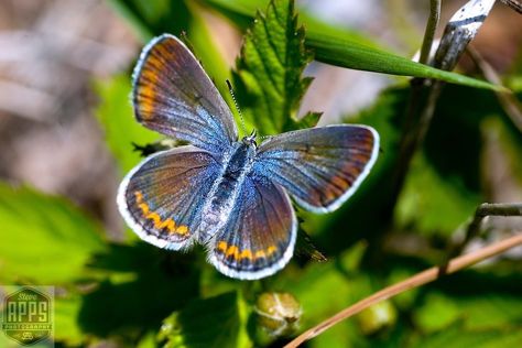 Karner Blue Butterfly, Wild Lupine, Ice Age Trail, Blue Butterfly Tattoo, Diy Butterfly, Butterfly Drawing, Blue Garden, Wildlife Sanctuary, Endangered Animals