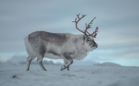 Svalbard Reindeer, The Winter King, Water Deer, Winter King, Deer Species, Cute Dogs And Cats, Travel Scenery, Pole Nord, Dark Materials