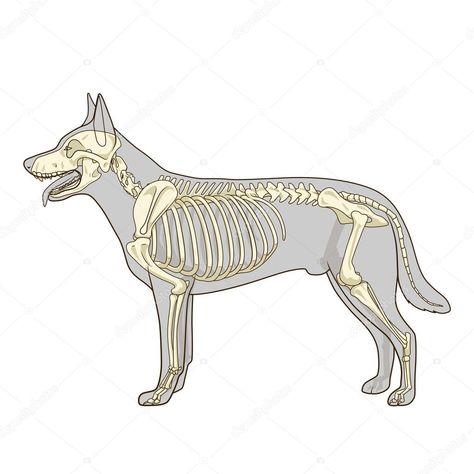 Download - Dog skeleton veterinary vector illustration — Stock Illustration #87673828 Bones Illustration, Picture Of Dog, Animal Skeleton, Skeleton Dog, Illustration Dog, Skeleton Drawings, Dog Anatomy, Dog Advice, Dog Skeleton