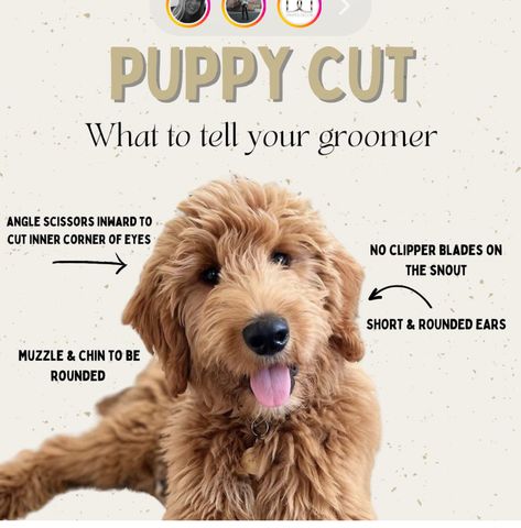 Cute Goldendoodle Haircuts, Mini Labradoodle Haircut Style, Golden Doodle Puppy Cut, Golden Doodle Puppy Haircut, Wavy Goldendoodle Haircut, Cobberdog Haircut, Teddy Bear Doodle Haircut, Golden Doodle Puppy Aesthetic, Goldendoodle Grooming Styles