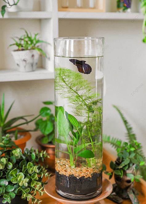 Garden Design Indoor, Miniature Garden Ideas, House Plants Aesthetic, Plant Bedroom Aesthetic, Styling Plants, Indoor Garden Design, Betta Fish Bowl, Vase Fish Tank, Fish Aquarium Decorations