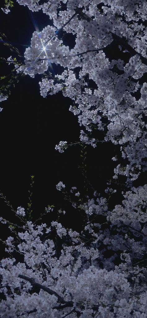 Cherry Blossom Dark Background, Seoul At Night Wallpaper, Japanese Themed Wallpaper, Japan Dark Wallpaper, Dark Japan Wallpaper, Japan Spring Wallpaper, Hd Phone Wallpapers Aesthetic, Wisteria Tree Wallpaper, Japanese Nature Wallpaper