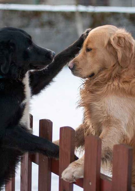 These dogs who understand the true meaning of friendship. Golden Retriever Mix, Airedale Terrier, Two Dogs, Appaloosa, The Fence, Quarter Horse, Golden Retrievers, Basset Hound, 귀여운 동물