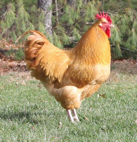 Types Of Roosters, Buff Orpington Rooster, Best Chickens For Eggs, Largest Chicken Breed, Chicken Breeds Chart, 2d Felting, Orpington Chickens, Buff Orpington Chickens, Chickens For Sale