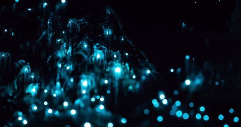 Glow Worm Cave gif Witches Aesthetic, Glow Worm Cave, Waitomo Caves, Glow Worm, Crystal Cave, Witch Aesthetic, Wonders Of The World, Beautiful Pictures, New Zealand