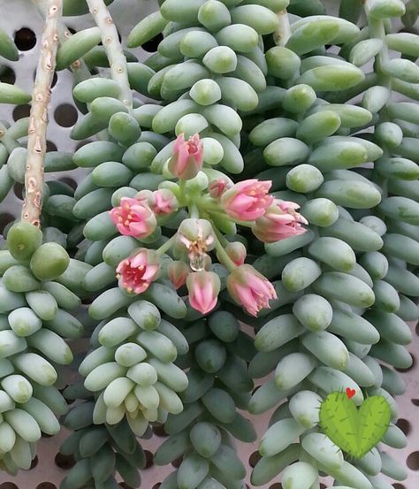 ♥SEDUM BURRITO♥ Planting Succulents, Agriculture, Succulent, Landscaping, Cactus, Plants, Flowers