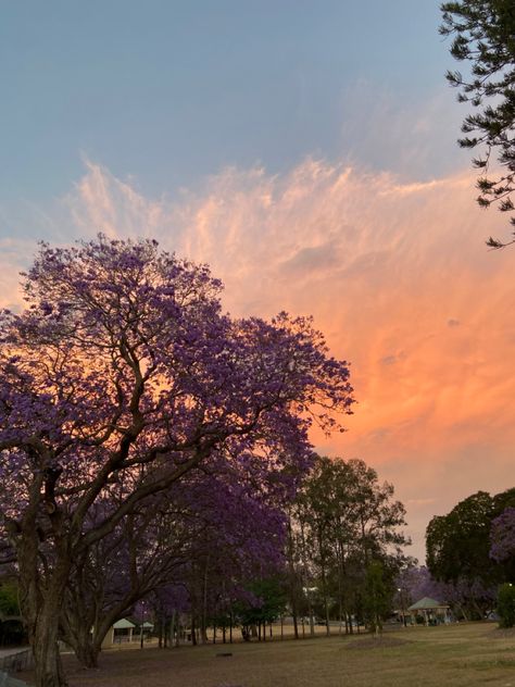 jacaranda, australia, sunset, park, nature, trees Jacaranda Tree Australia, Australia Sunset, Jacaranda Trees, Jacaranda Tree, Childhood Nostalgia, Cute Photos, Pretty Wallpapers, Love Art, Nature Art