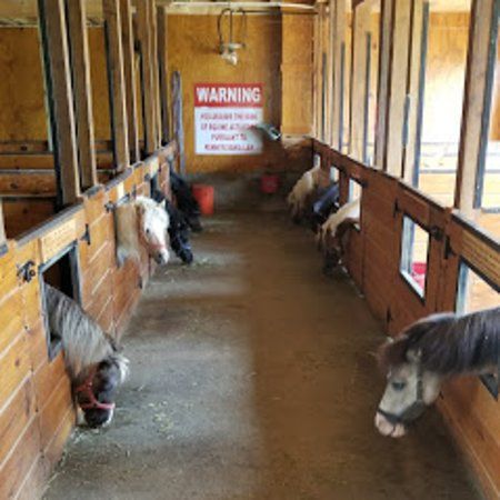 Barn full of miniature horses Mini Horse Barn, Miniature Horse Barn, Kids Barn, Miniature Ponies, Diy Horse Barn, Horse Shelter, Goat Barn, Horse Barn Plans, Miniature Horses