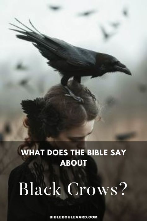 What Does the Bible Say About Black Crows? Black Crows, Best Bible Verses, Noah S Ark, A Crow, Bible Says, The Dove, Black Crow, Bible Study Notes, Study Notes