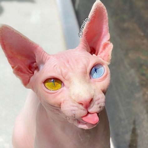 Sphynx on Instagram: “@thisisrosiekitty Pink is my color, don’t you think??💗👅” Black Scottish Fold Cat, Black Sphynx Cat, Kittens For Sale Near Me, Kittens Black, Sphynx Kittens For Sale, Bengal Cat For Sale, Sphinx Cats, Sphynx Kittens, Elf Cat