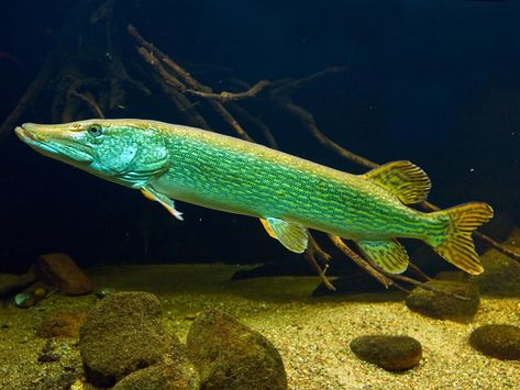 Northern Pike.  Catching them on Echo Lake located on Grand Island, Northern Michigan. Pike Fish, Northern Pike, Tropical Freshwater Fish, Echo Lake, Fish Artwork, Fishing Photos, Fishing Photography, Fishing Stuff, Pike Fishing