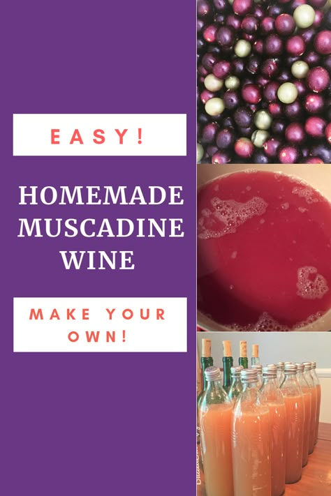 How To Make Muscadine Juice, Muscadine Wine Recipes, Muscadine Recipes, Muscadine Moonshine Recipe, Muscadine Wine Recipes Homemade, Easy Muscadine Recipes, How To Make Wine From Grapes, Diy Muscadine Wine, How To Make Muscadine Wine