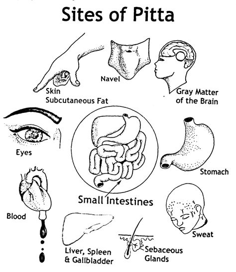 Sites of Pitta subtypes in the body. Ayurveda Pitta, Ayurveda Dosha, Ayurveda Massage, Ayurveda Vata, Ayurvedic Therapy, Pitta Dosha, Ayurvedic Massage, Ayurveda Life, Point Acupuncture