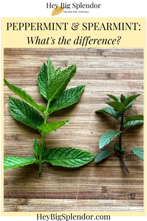 How To Preserve Spearmint, How To Grow Peppermint, Spearmint Leaves Uses, What To Do With Spearmint Leaves, Peppermint Plant Outdoor, Peppermint Leaves Uses, Peppermint Plant Uses, Pepermint Plant, Spearmint Uses