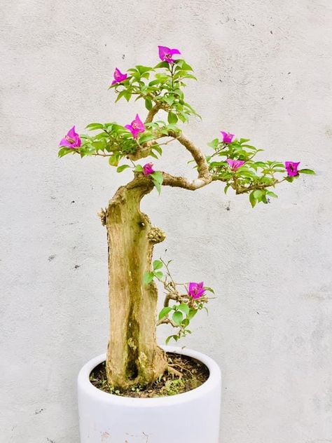 Bonsai Bougenvile, How To Grow Bonsai, Flowering Bonsai, Bonsai Inspiration, Bonsai Nursery, Bonsai Forest, Bonsai Art, Bonsai Plants, Bonsai Trees