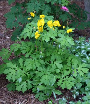 Celandine Poppy, Flowers In Shade, Walkway Garden, Master Gardener Program, Garden Shade, Woodland Gardens, Plant Zombie, Native Plant Gardening, Lifelong Learning