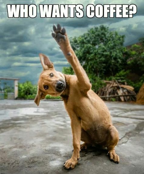 Who wants coffee Happy Week End, High Five, Coffee Love, Coffee Humor, Mans Best Friend, Four Legged, I Love Dogs, Dog Life, Puppy Love