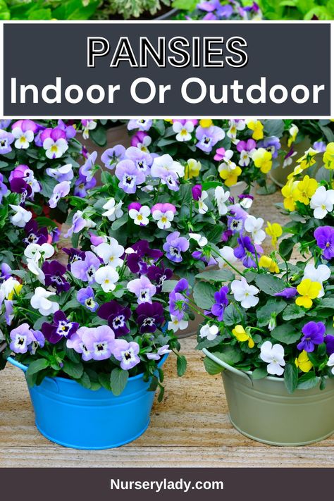 "Pansy care, 
Pansy planting, 
Outdoor pansies,
 Indoor pansies,
 Pansy gardening, 
Pansy flowers, 
Pansy maintenance, 
Pansy growing, 
Pansy tips, 
Pansy transplanting,
 Pansy containers,
 Pansy sunlight requirements." Growing Pansies, Winter Pansies, Garden Display, Sun Loving Plants, Healthy Garden, Outdoor Plants, Fresh Air, Pansies, Beautiful Flowers