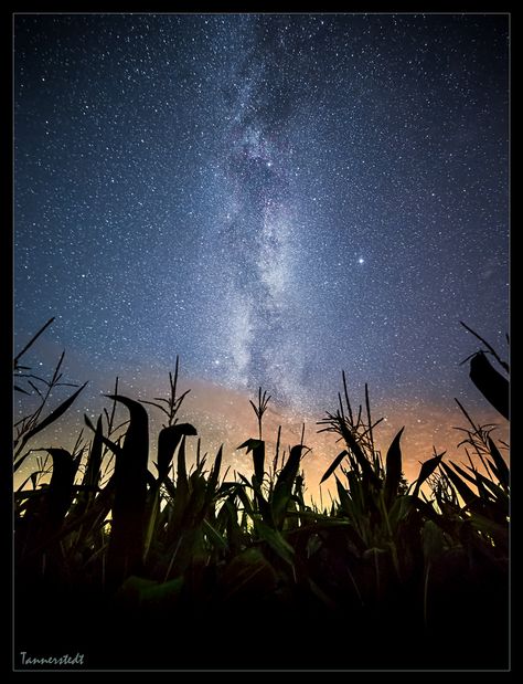 Corn fields by Jörgen Tannerstedt on 500px Scenery Ideas, Corn Fields, Night Sky Photography, Backyard Farming, Seed Company, Stamp Projects, Silhouette Art, Wedding Plans, Night Photography