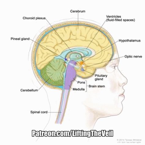 Eternal eye ✨✨ Horus eye #3rd eye #Eternal eye #i 'n i # i in i #i & i # JAH WE Spinal Cord Anatomy, Brain Diagram, Optic Nerve, Brain Anatomy, Cerebrospinal Fluid, Pituitary Gland, Brain Stem, Pineal Gland, Childhood Development