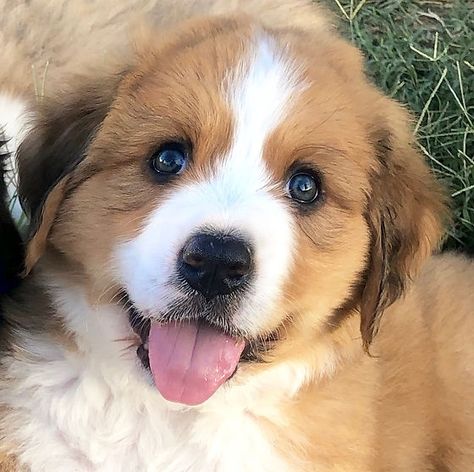 Best Family Dog, Great Bernese, Bernese Puppies, Family Dog, Arizona Usa, Great Pyrenees, Mountain Dog, Bernese Mountain, Bernese Mountain Dog