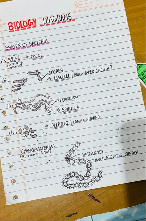 Pls do share the pins and do follow me Bacteria Notes, Bacteria Shapes, Biological Classification, Water Notes, Biology Diagrams, Blue Green Algae, Green Algae, Blue Green, Bullet Journal