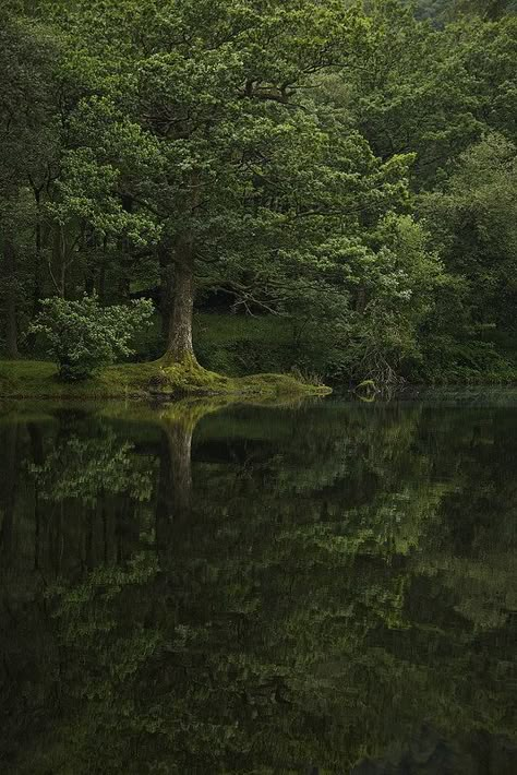 John Bennett, 숲 사진, Dark Naturalism, Forest Aesthetic, Dark Green Aesthetic, Alam Yang Indah, Into The Woods, Dark Forest, Nature Aesthetic