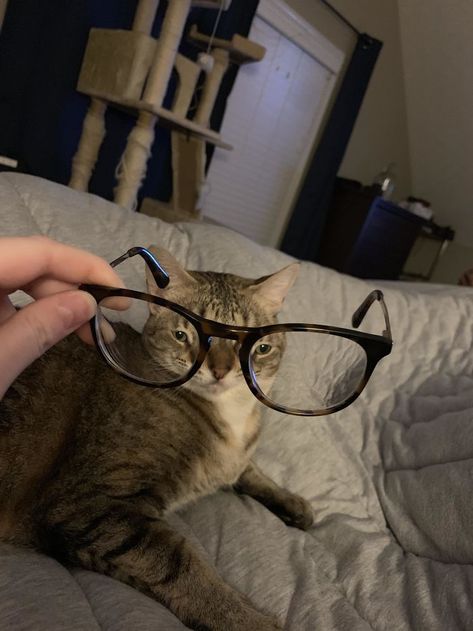 Pets-Animals-Behind-Glasses People With Glasses, Cat Brain, Funny Cat Photos, Cat Glasses, Cat People, Silly Animals, Wearing Glasses, Silly Cats, Cat Photo