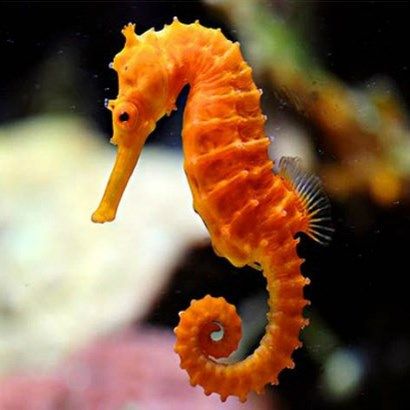 Orange Seahorse, Colorful Seahorse, Seahorse Art, Underwater Animals, Beautiful Sea Creatures, Water Animals, Underwater Creatures, Sea Dragon, Exotic Fish