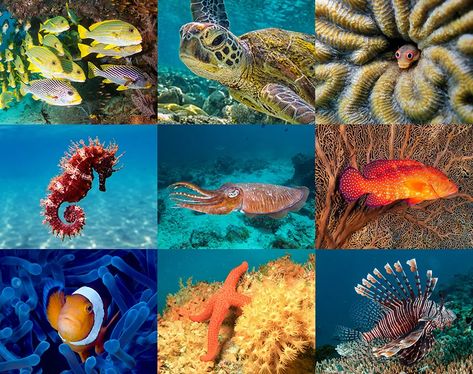 Coral Reefs: The World Beneath the Waves | Answers in Genesis Sea Floor, Petoskey Stone, Symbiotic Relationships, Human Activity, Clown Fish, Great Barrier Reef, Coral Reef, Fish Pet, Coral