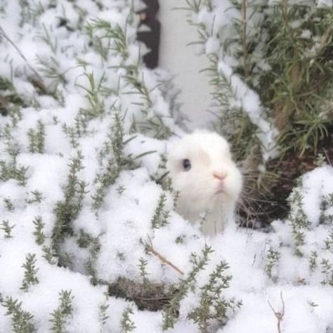 Somebunny Loves You, Cute Bunny Pictures, Cute Small Animals, Bunny Pictures, Aesthetic White, Snow Bunnies, Edward Cullen, Baby Bunnies, White Rabbit