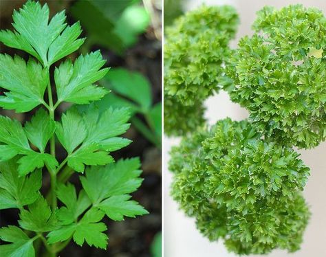 What's the Difference? Flat-leaf and Curly-leaf Parsley Curly Parsley, Growing Parsley, Parsley Plant, White Flowering Plants, Parsley Recipes, Tortoise Food, Parsley Leaves, Tortoise Care, Kitchen Basics