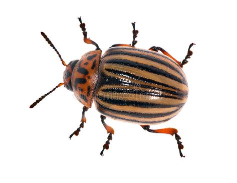 Colorado potato beetle isolated on white. Single colorado potato beetle isolated , #AFFILIATE, #beetle, #isolated, #Colorado, #potato, #colorado #ad Colorado Potato Beetle, Beetle Life Cycle, Beetle Images, Potato Beetle, Type Shi, Beautiful Bugs, Bugs And Insects, White Stock, Life Cycle