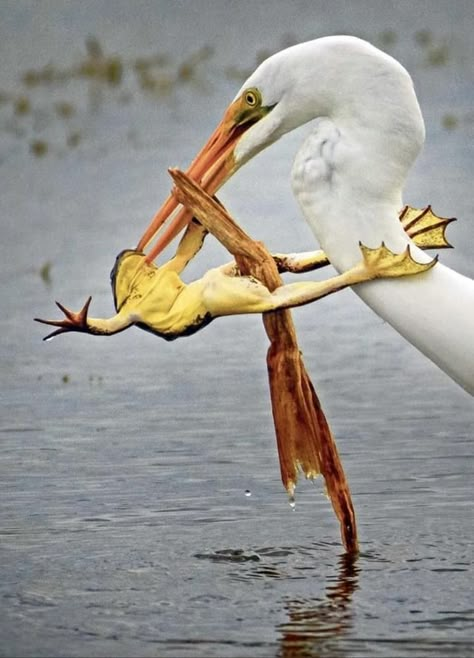 National Geographic Photography, Cool Birds, Creepy Animals, Breathtaking Photography, Animal Study, Photography Contest, Animal Bones, Amazing Nature Photography, Herons