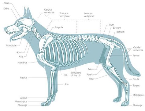 Vet Anatomy, Canine Anatomy, Skeletal Anatomy, Skeleton Anatomy, Vet Medicine, Leg Bones, Tallest Dog, Dog Anatomy, Short Dog