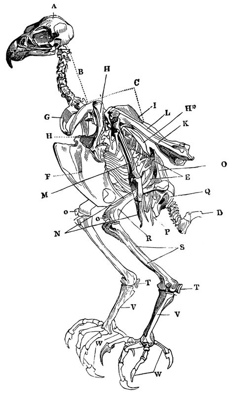 Skeleton of a Sparrowhawk Bear Anatomy, Bird Warrior, Cat Bones, Bird Skulls, Sparrow Hawk, Bird Skeleton, Bird Anatomy, Sparrowhawk, Lovely Bones