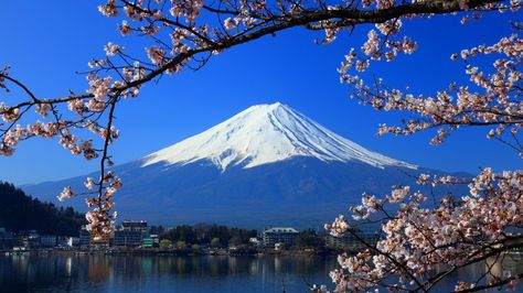 6 Iconic Hikes You Should Do Before You Die Tanzania, Ecuador, Japan, California, Russia, Washington Japan Tourist, Mount Fuji Japan, Japan Cherry Blossom, Fuji Mountain, Cherry Blossom Japan, Mt Shasta, Monte Fuji, Pretty Backgrounds, Kumamoto