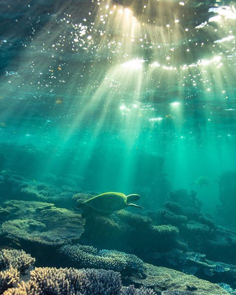 Underwater beach vibes >> Photo credit: @ospreycreative    Spread the love ❤👤❤ and TAG a friend!  .  Follow @SugarsBeach  .  Follow @SugarsBeach  .  Follow @SugarsBeach  .  .  . Coral Reef Biome, Coral Reef Photography, Beach Coral, Underwater Pictures, Sea Plants, App Background, Coral Bay, Mermaid Aesthetic, Underwater Lights